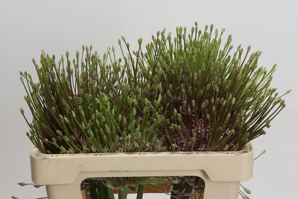 Срезанные цветы оптом Allium schubertii от 9шт. из Голландии с доставкой по России