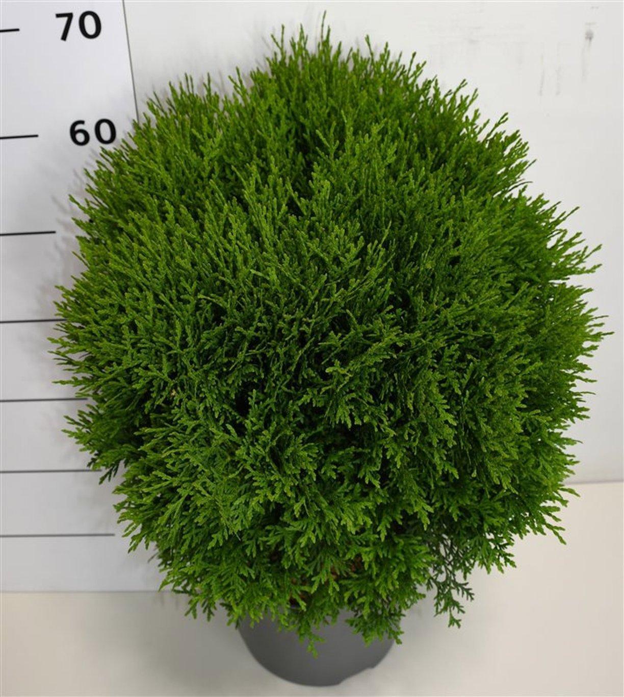 Горшечные цветы и растения оптом Thuja Occ Little Giant от 1шт из Голландии с доставкой по России