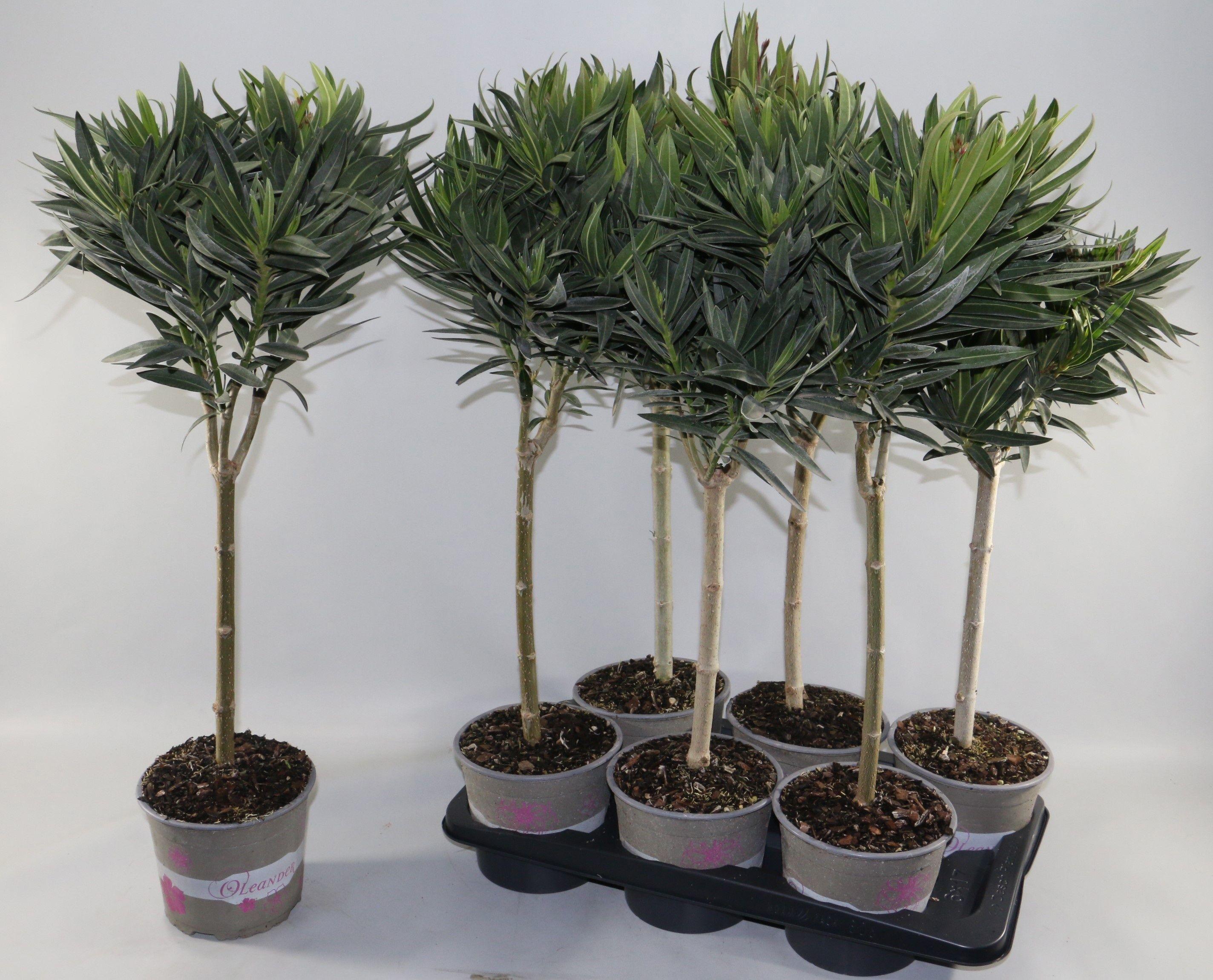 Горшечные цветы и растения оптом Nerium Oleander Ov от 6шт из Голландии с доставкой по России