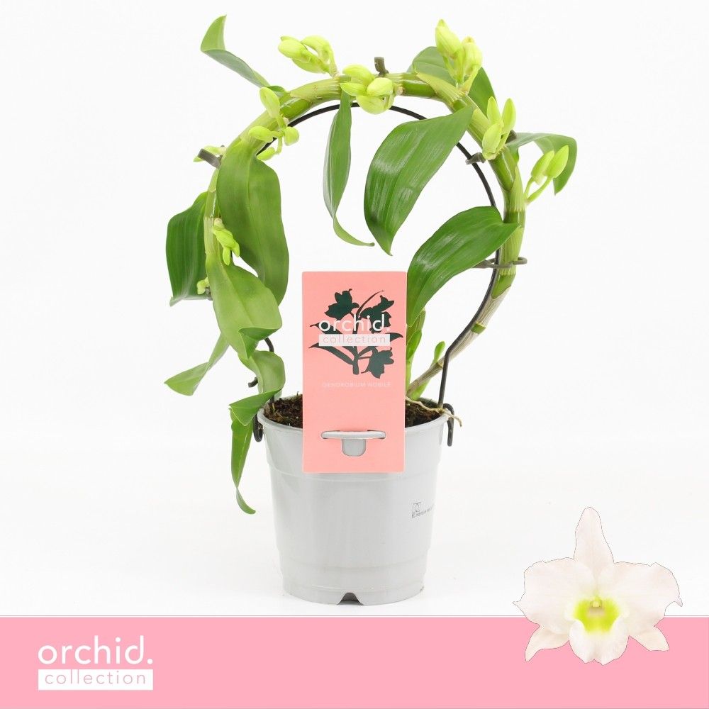 Горшечные цветы и растения оптом Dendr Nob Mini Bow Apollon Orchid Collection от 6шт из Голландии с доставкой по России