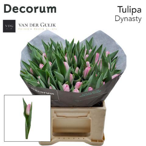 Срезанные цветы оптом Tulipa si dynasty от 50шт из Голландии с доставкой по России