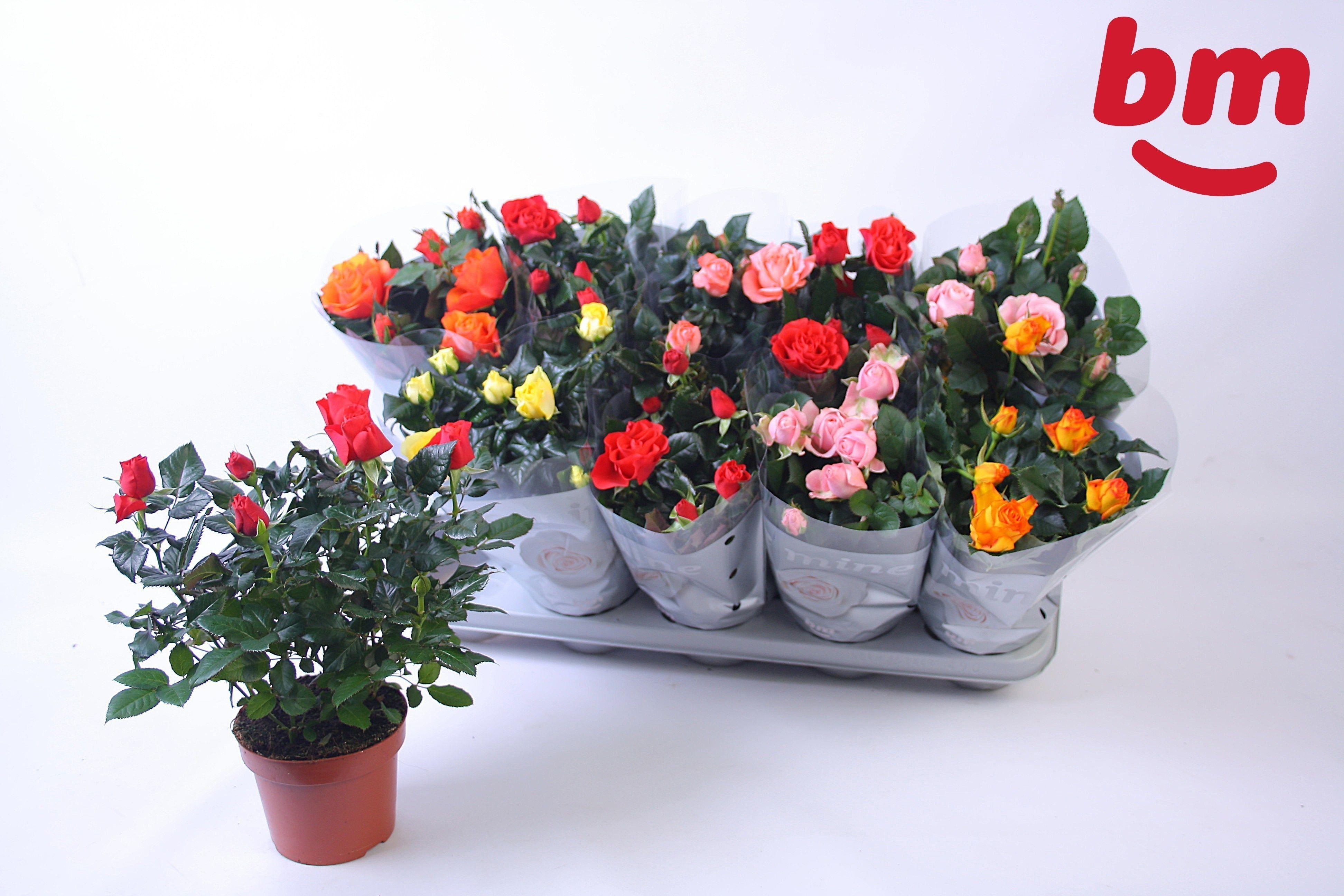 Горшечные цветы и растения оптом Ro B Monde Gem от 10шт из Голландии с доставкой по России