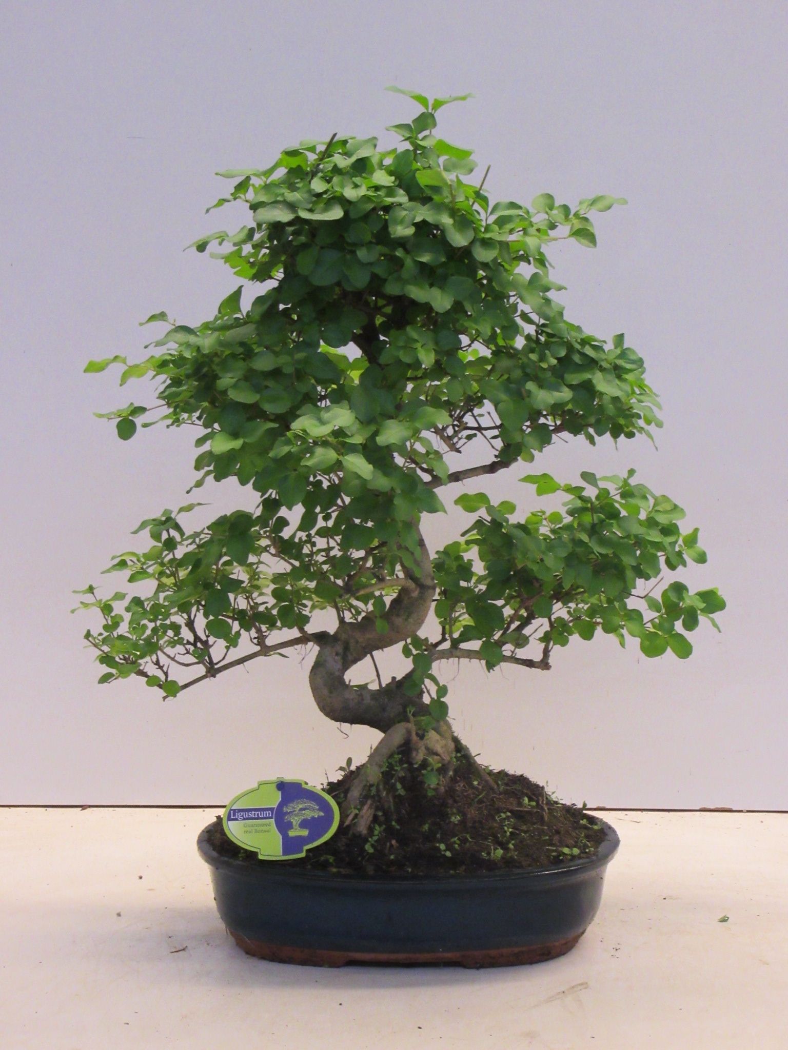 Горшечные цветы и растения оптом Bonsai Ligustrum Sinensis, 32cm., Shape, Without D от 1шт из Голландии с доставкой по России