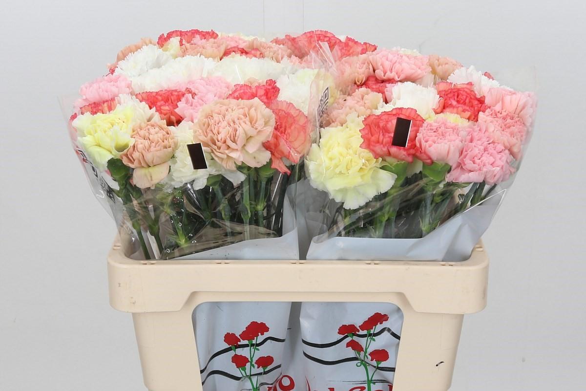 Срезанные цветы оптом Dianthus st mix rainbow pastel от 80шт из Голландии с доставкой по России