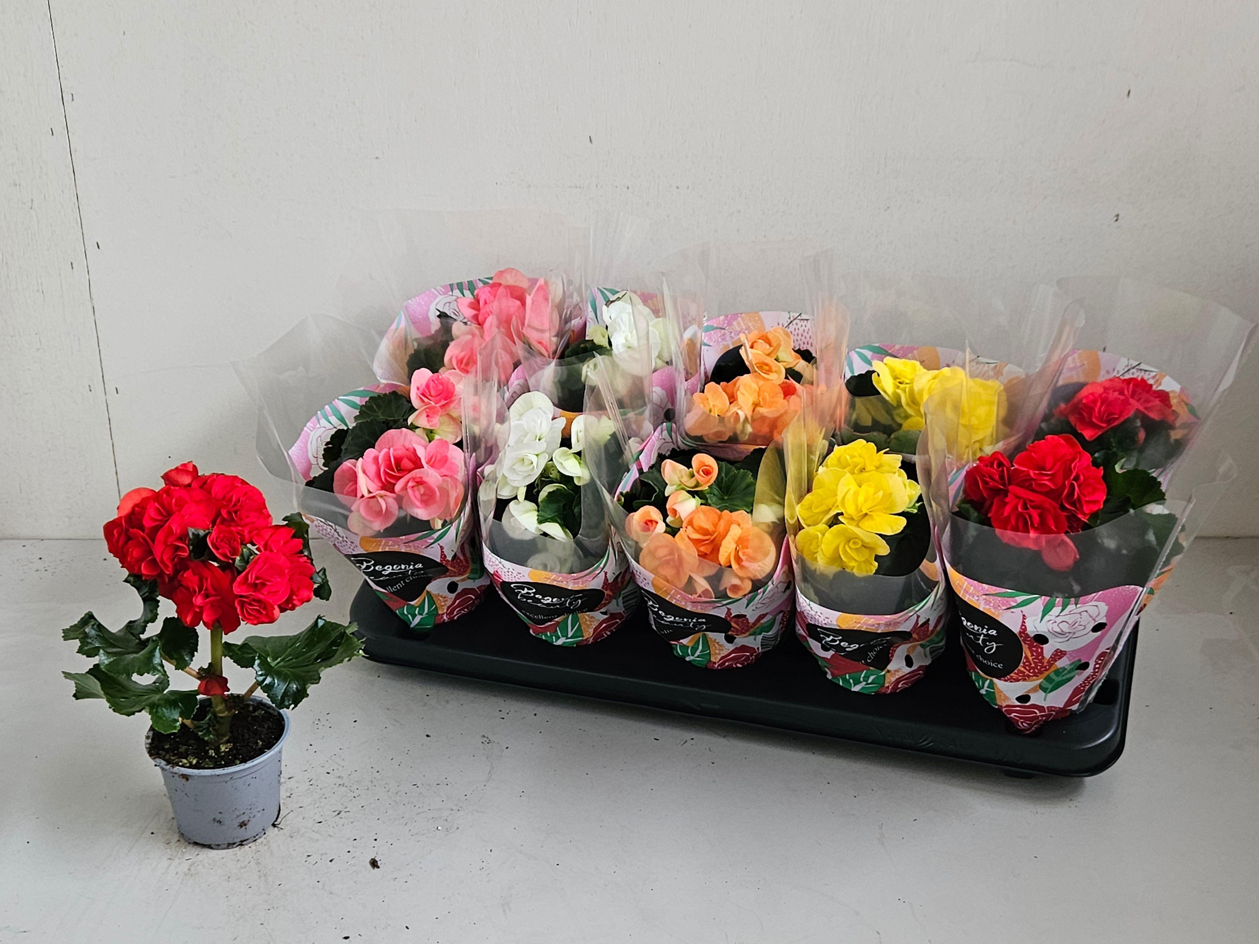 Горшечные цветы и растения оптом Beg Du Gem от 10шт (для телеги) из Голландии с доставкой по России