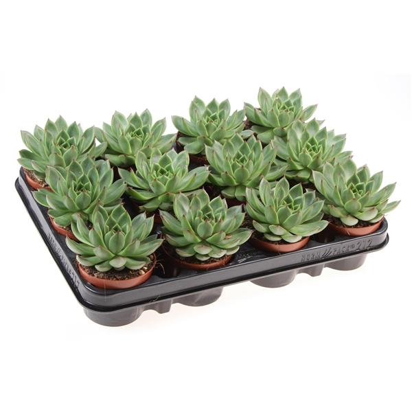 Горшечные цветы и растения оптом Echeveria Red Point от 12шт (для телеги) из Голландии с доставкой по России