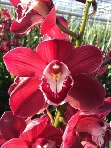 Срезанные цветы оптом Cymbidium red от 6шт из Голландии с доставкой по России