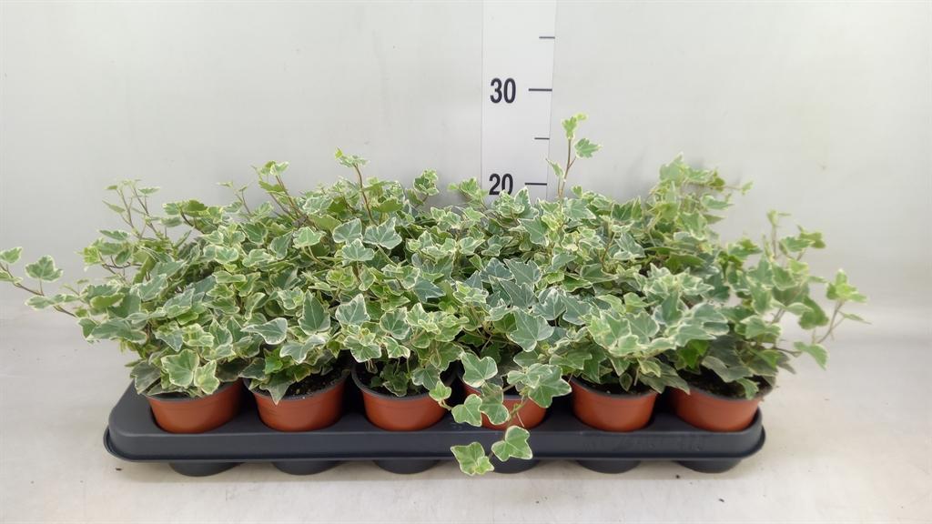 Горшечные цветы и растения оптом Hedera White Wonder от 18шт (для телеги) из Голландии с доставкой по России