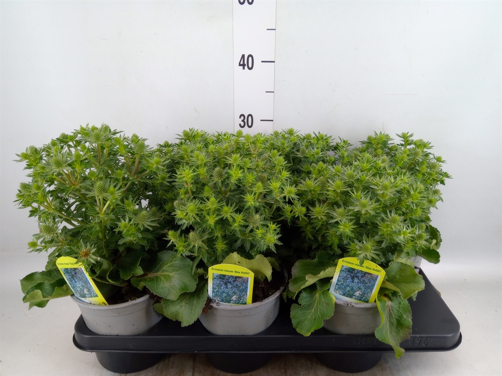 Горшечные цветы и растения оптом Eryngium Planum от 6шт из Голландии с доставкой по России