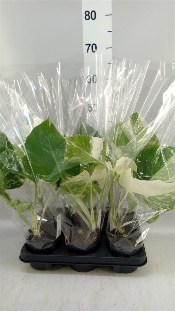 Горшечные цветы и растения оптом Monstera Delic. variegata от 6шт из Голландии с доставкой по России