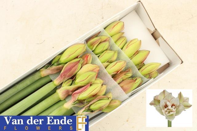 Срезанные цветы оптом Hippeastrum irinia от 15шт из Голландии с доставкой по России