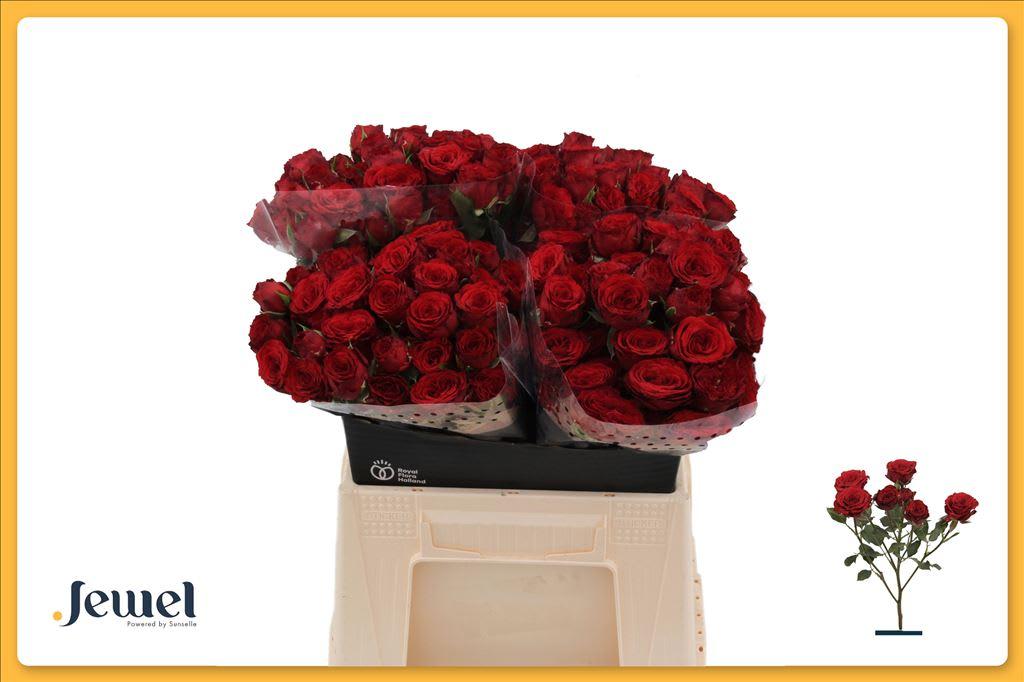 Срезанные цветы оптом Rosa spray velvet blossoms от 40шт из Голландии с доставкой по России