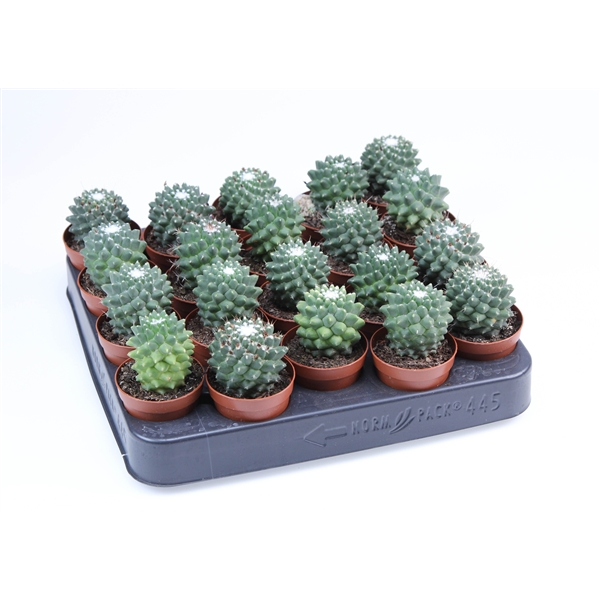 Горшечные цветы и растения оптом Mammillaria Toluc от 20шт (для телеги) из Голландии с доставкой по России