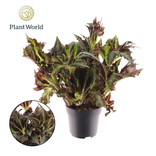 Горшечные цветы и растения оптом Begonia Heracleifolia Vampire от 4шт (для телеги) из Голландии с доставкой по России