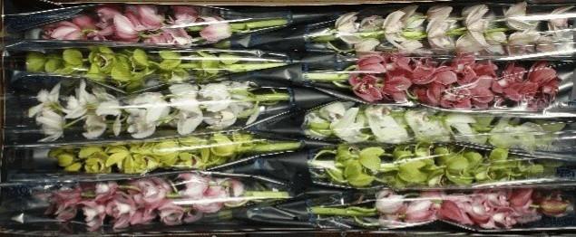 Срезанные цветы оптом Minicymbidium mix от 10шт из Голландии с доставкой по России