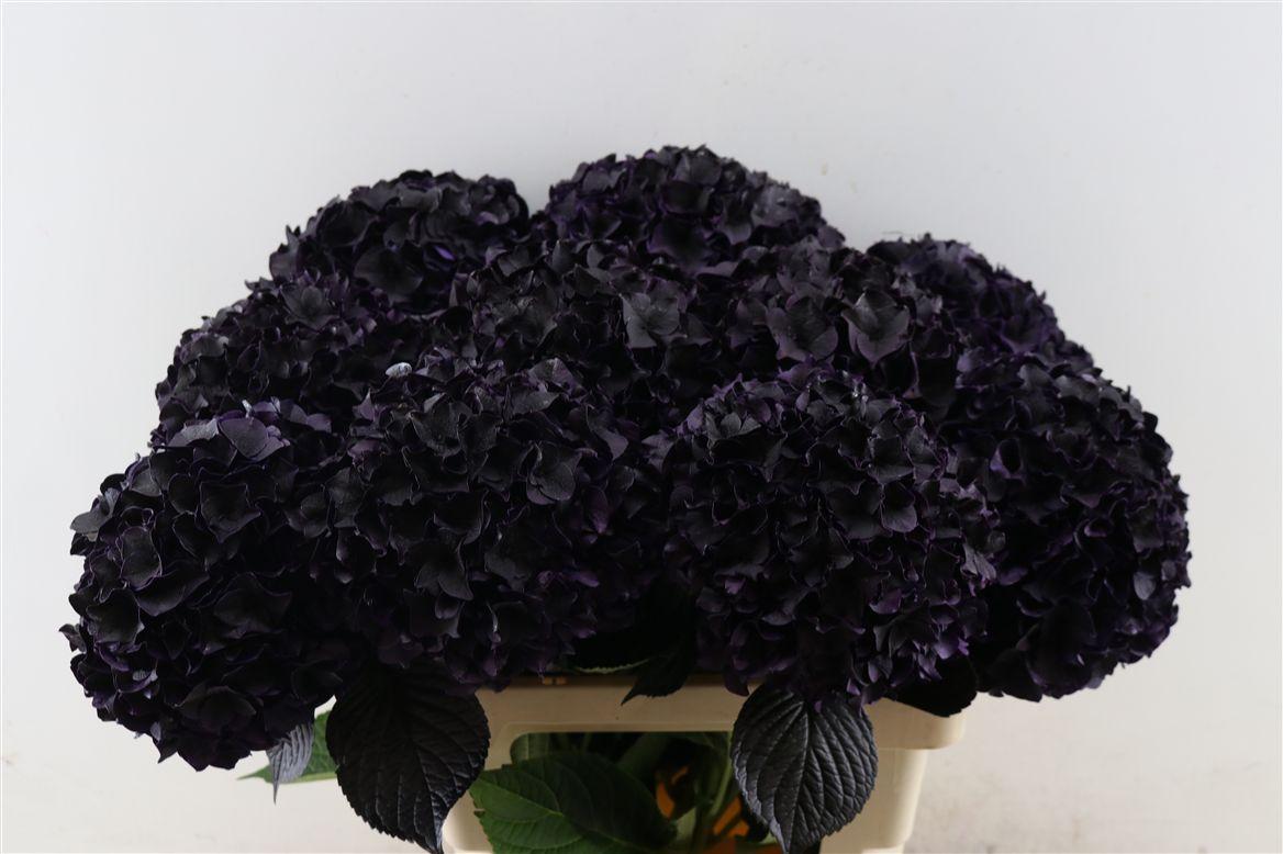 Срезанные цветы оптом Hydrangea paint aubergine от 10шт из Голландии с доставкой по России