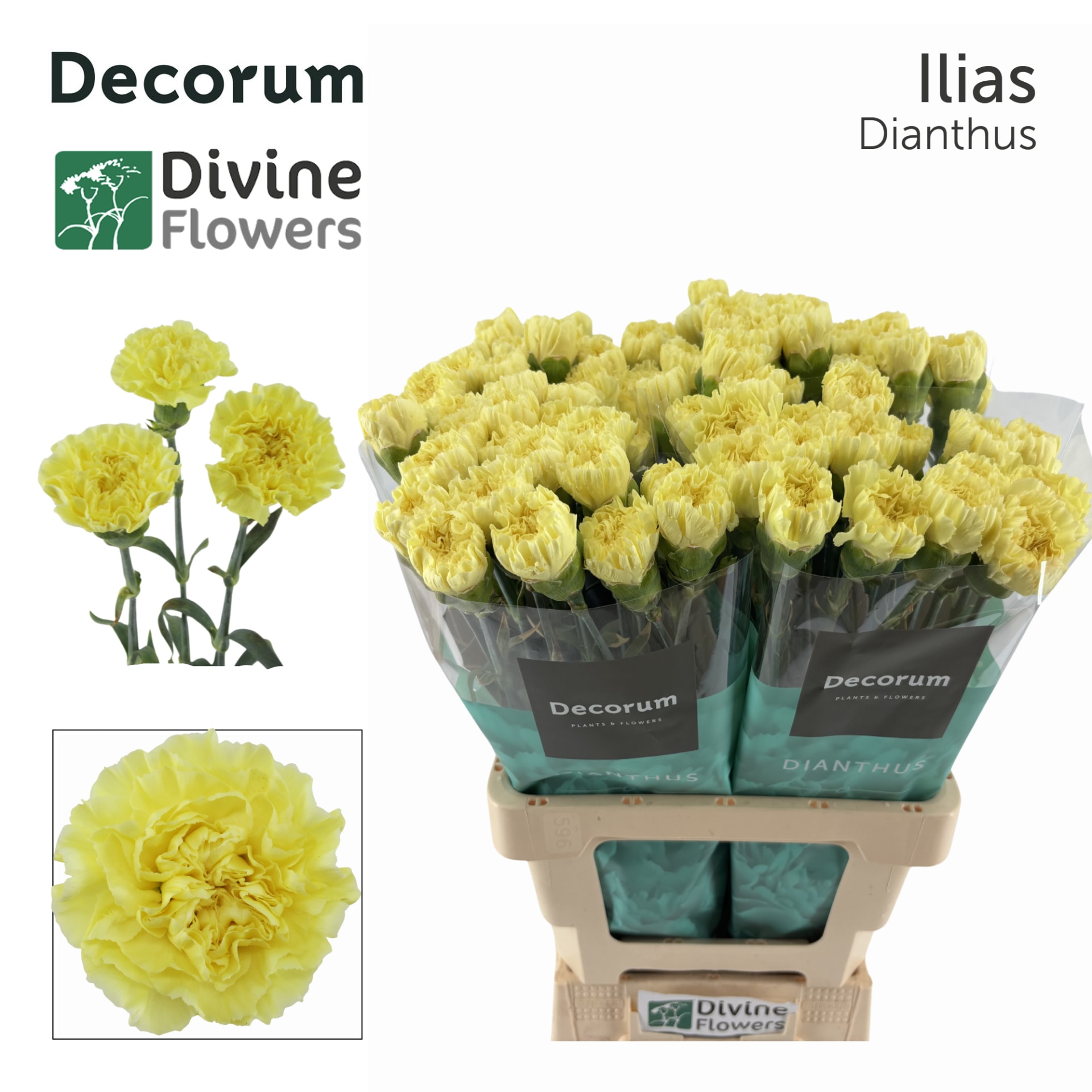 Срезанные цветы оптом Dianthus standaard Ilias от 80шт из Голландии с доставкой по России