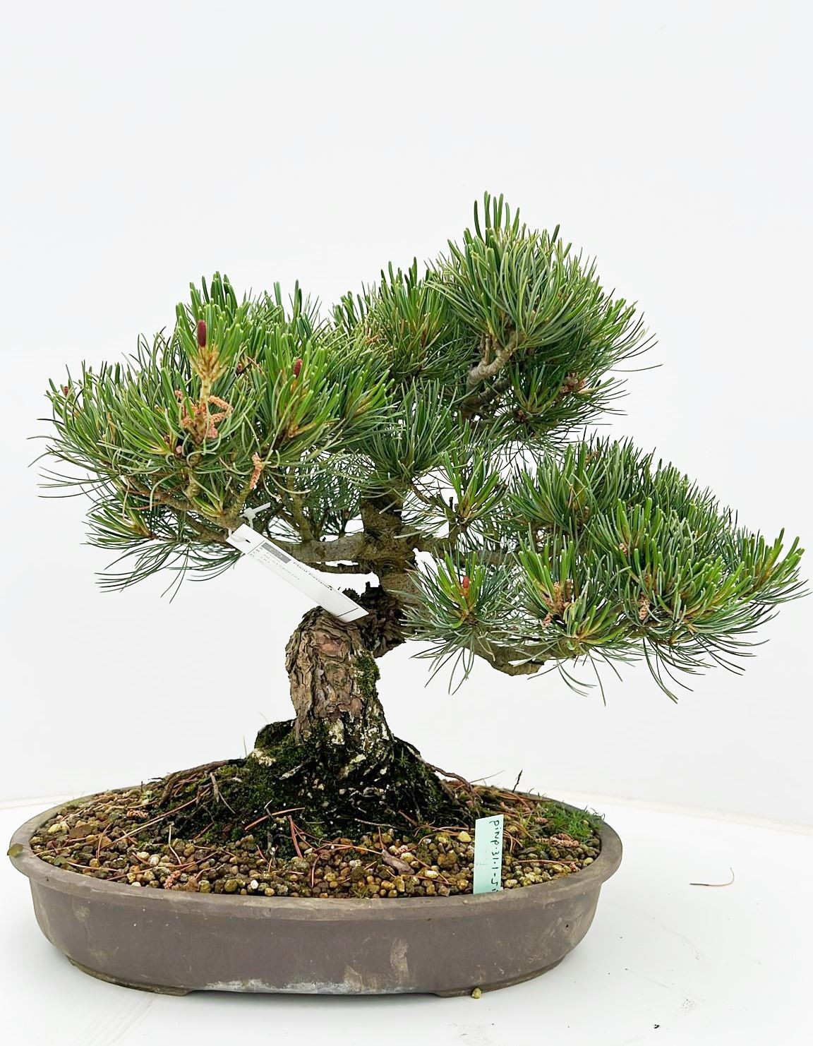 Горшечные цветы и растения оптом Pinus Parviflora, 31cm, Height 35cm. (single Item) от 1шт из Голландии с доставкой по России