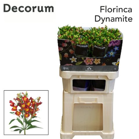 Срезанные цветы оптом Alstroemeria fl dynamite от 50шт из Голландии с доставкой по России