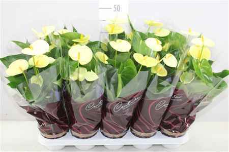 Горшечные цветы и растения оптом Anth An Vanilla от 10шт из Голландии с доставкой по России