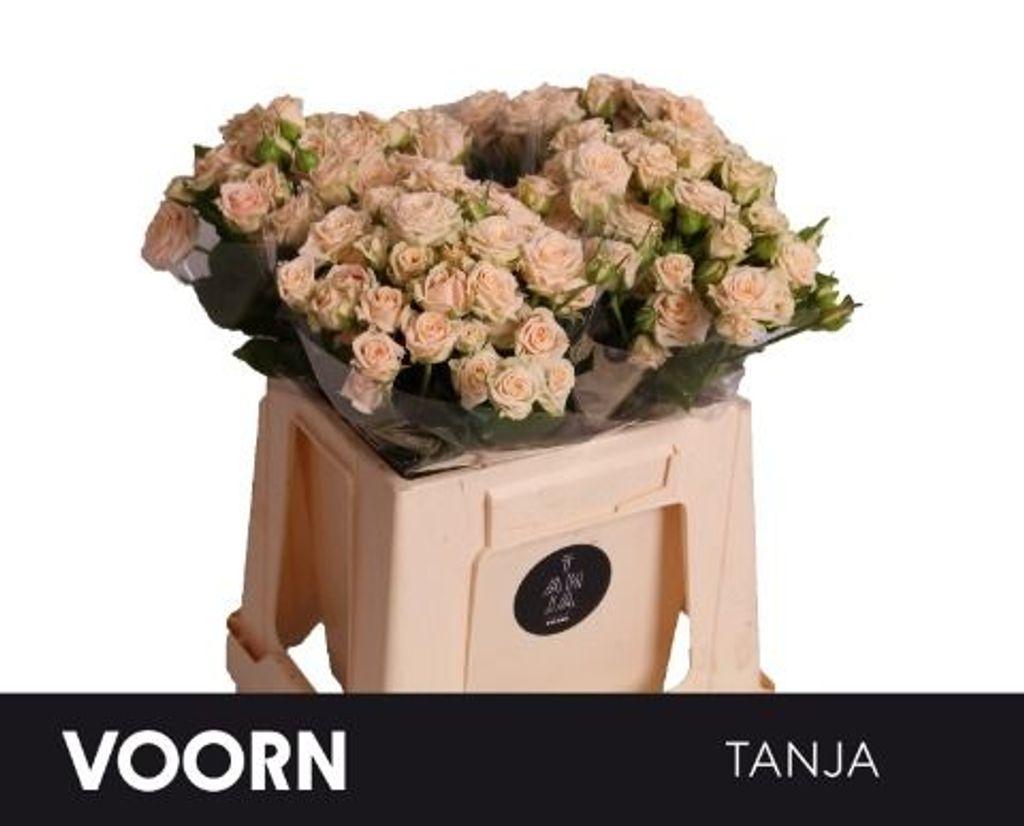 Срезанные цветы оптом Rosa spray tanja от 50шт из Голландии с доставкой по России