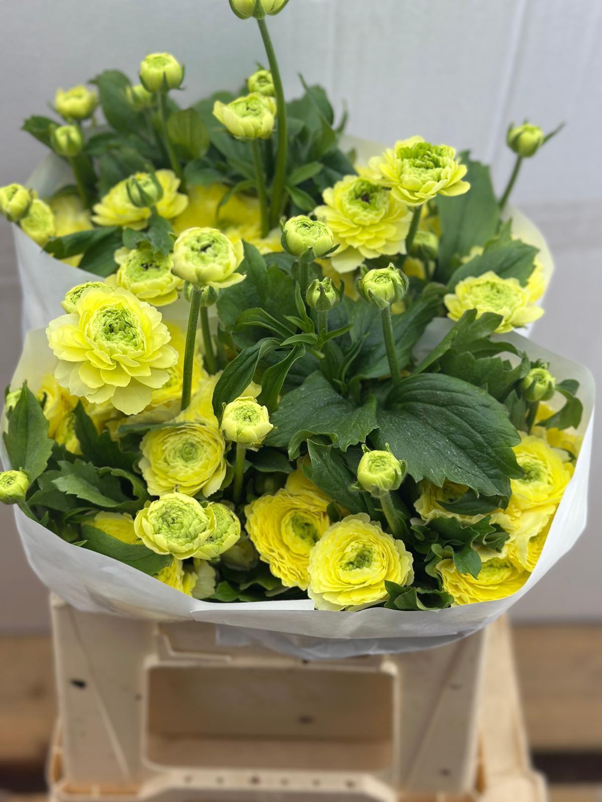 Срезанные цветы оптом Ranunculus moderna limoncello от 30шт из Голландии с доставкой по России
