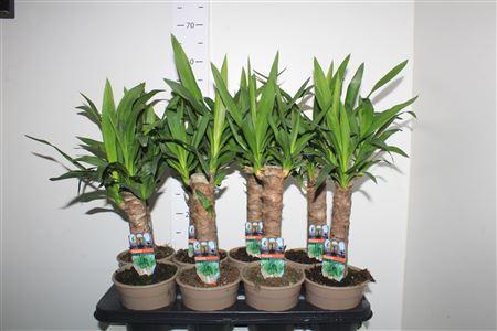 Горшечные цветы и растения оптом Yucca 30cm от 8шт из Голландии с доставкой по России