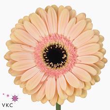 Срезанные цветы оптом Gerbera diamond alliance от 45шт из Голландии с доставкой по России