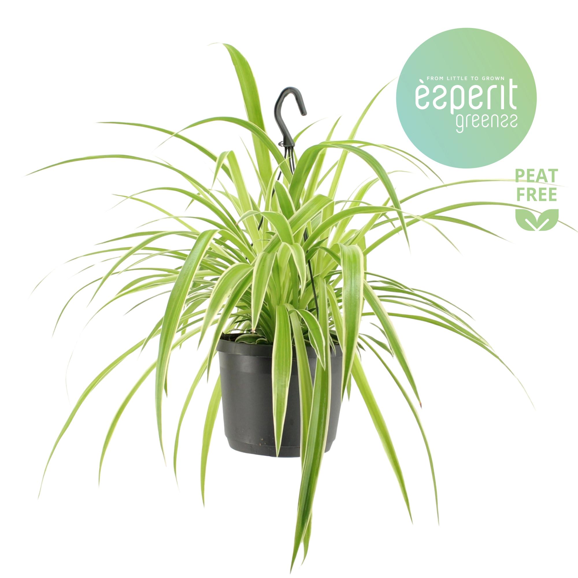 Горшечные цветы и растения оптом Chlorophytum Com. Variegatum Hangpot от 6шт из Голландии с доставкой по России
