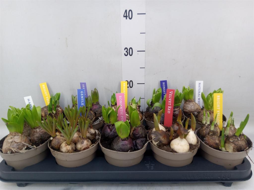 Горшечные цветы и растения оптом Bulb Mix от 10шт из Голландии с доставкой по России