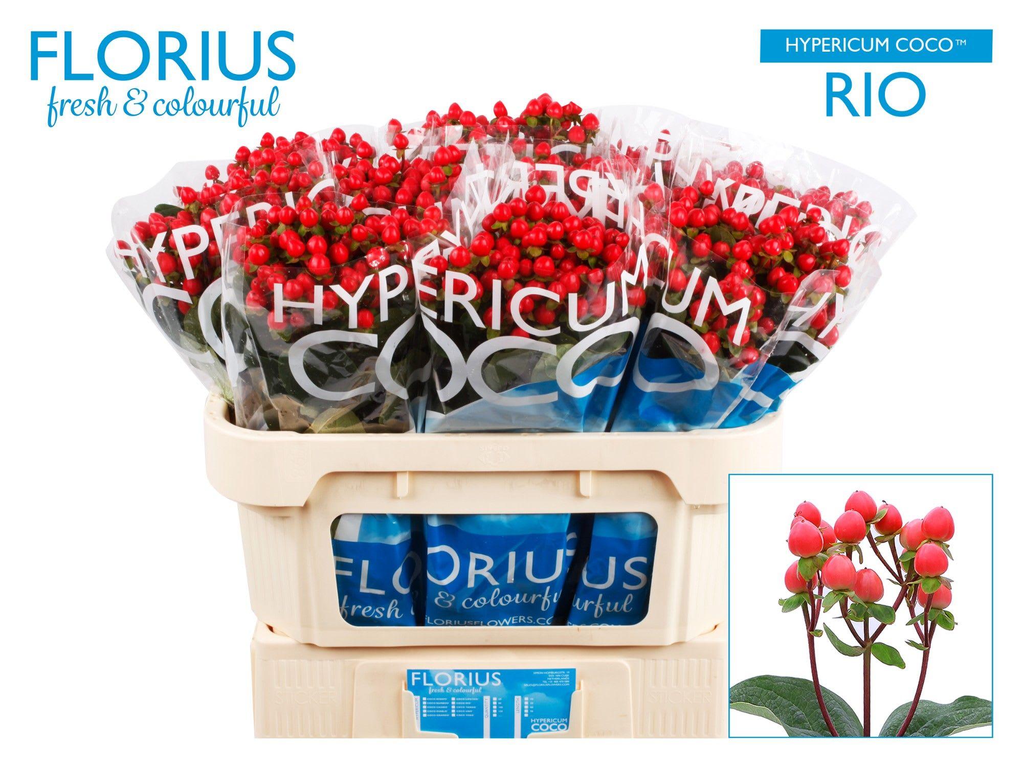 Срезанные цветы оптом Hypericum coco rio от 100шт из Голландии с доставкой по России