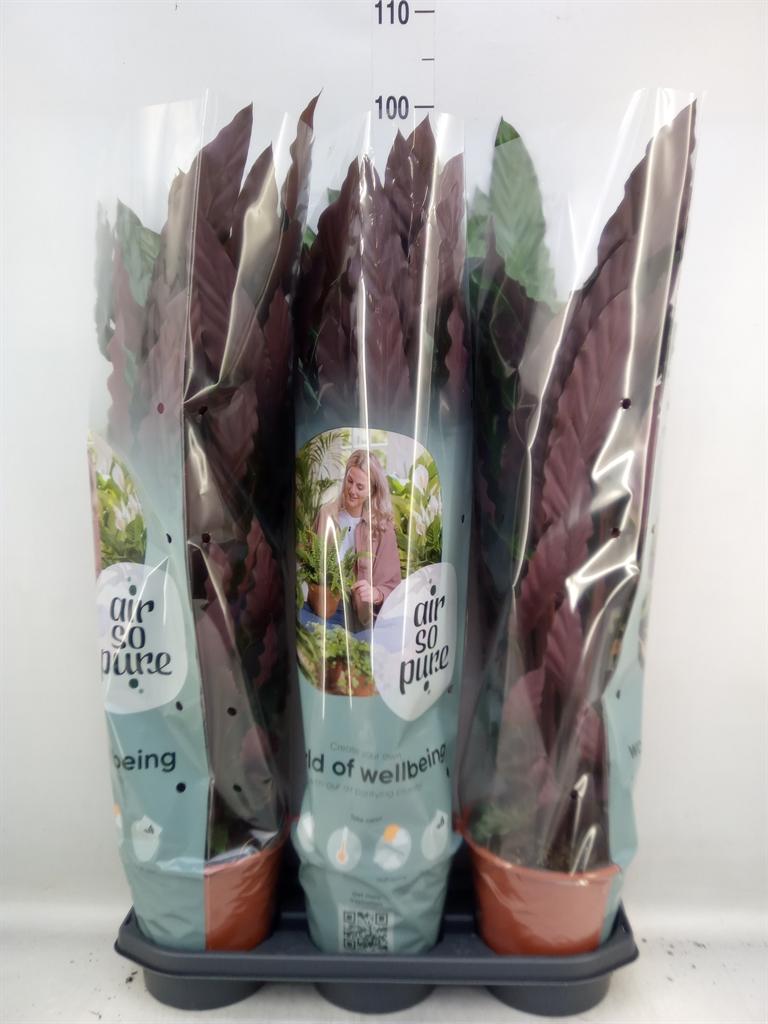 Горшечные цветы и растения оптом Calathea Rufibarba от 3шт из Голландии с доставкой по России