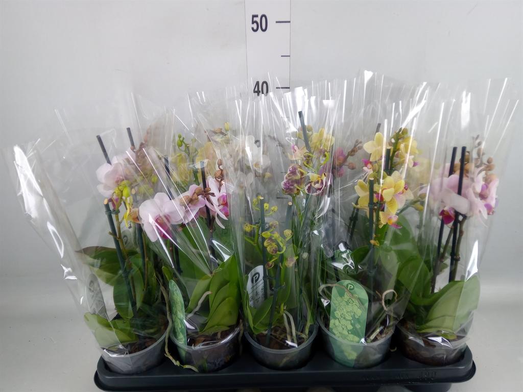 Горшечные цветы и растения оптом Phalaenopsis Multi.   ...mix  4 от 10шт из Голландии с доставкой по России