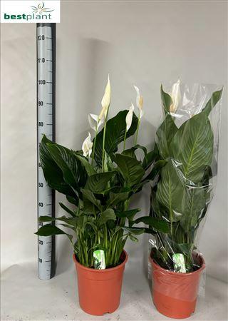 Горшечные цветы и растения оптом Spath Sweet Silvana 5+ P24 от 1шт из Голландии с доставкой по России