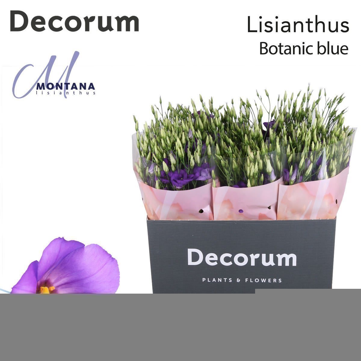 Срезанные цветы оптом Lisianthus si botanic blue от 40шт.. из Голландии с доставкой по России