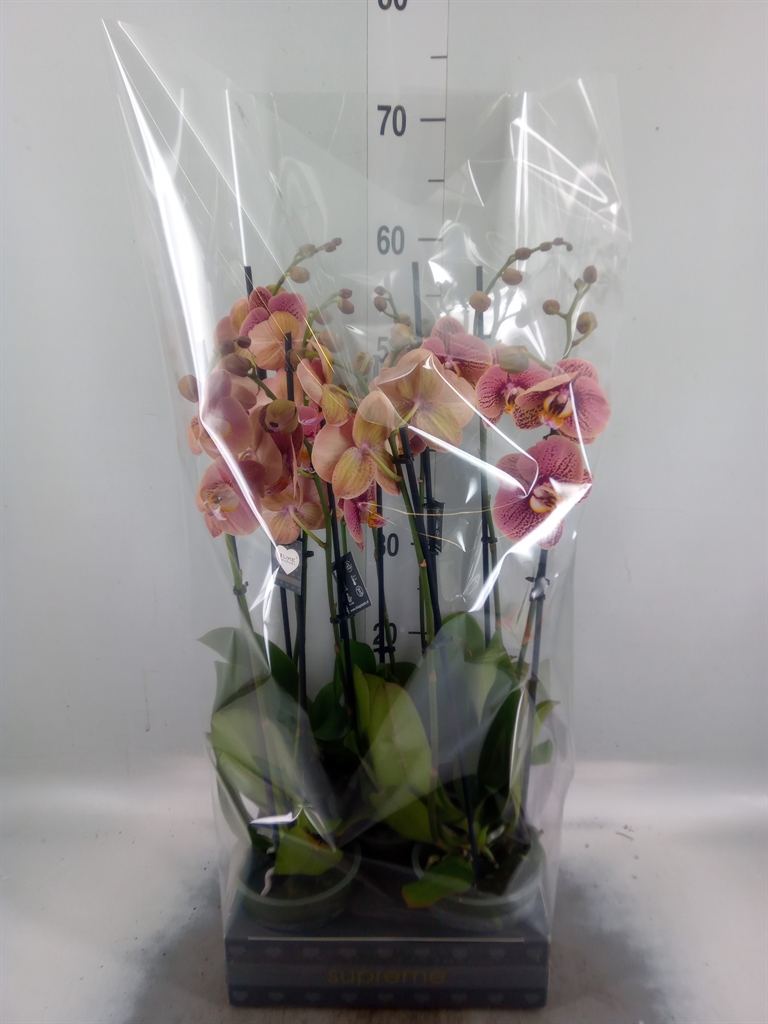 Горшечные цветы и растения оптом Phalaenopsis   ...rose от 5шт из Голландии с доставкой по России