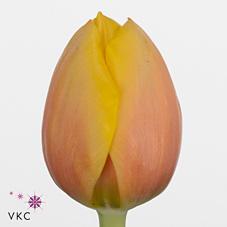 Срезанные цветы оптом Tulipa si marit от 100шт из Голландии с доставкой по России