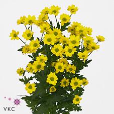 Срезанные цветы оптом Chrys sa madiba ringa yellow от 75шт из Голландии с доставкой по России Срезанные цветы оптом Chrys sa madiba ringa yellow от 75шт из Голландии с доставкой по России