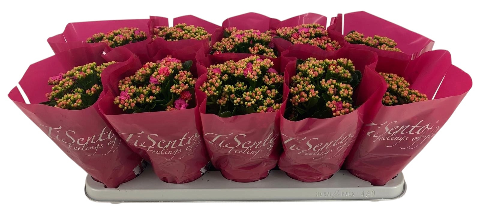 Горшечные цветы и растения оптом Kal Ge Gem от 10шт'' из Голландии с доставкой по России