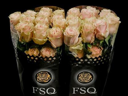 Срезанные цветы оптом Rosa ec pink mondial от 20шт из Голландии с доставкой по России