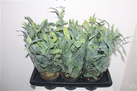 Горшечные цветы и растения оптом Phlebodium A Blue Star от 7шт из Голландии с доставкой по России