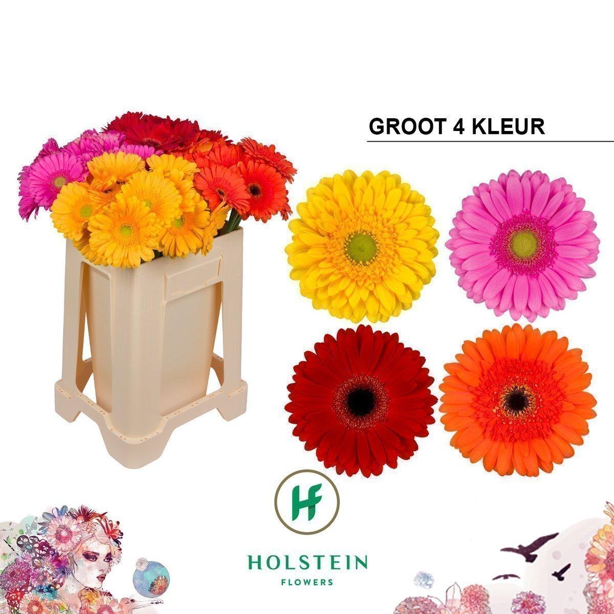 Срезанные цветы оптом Gerbera mix rainbow от 40шт из Голландии с доставкой по России
