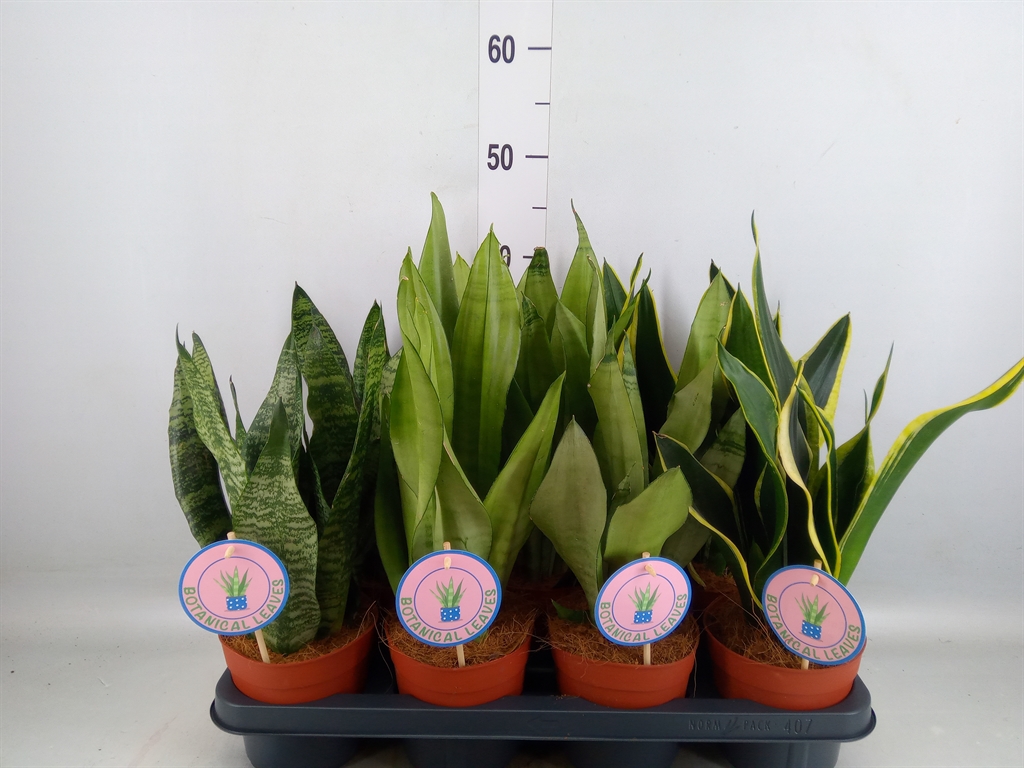 Горшечные цветы и растения оптом Sansevieria Trifa.   ...mix от 7шт из Голландии с доставкой по России