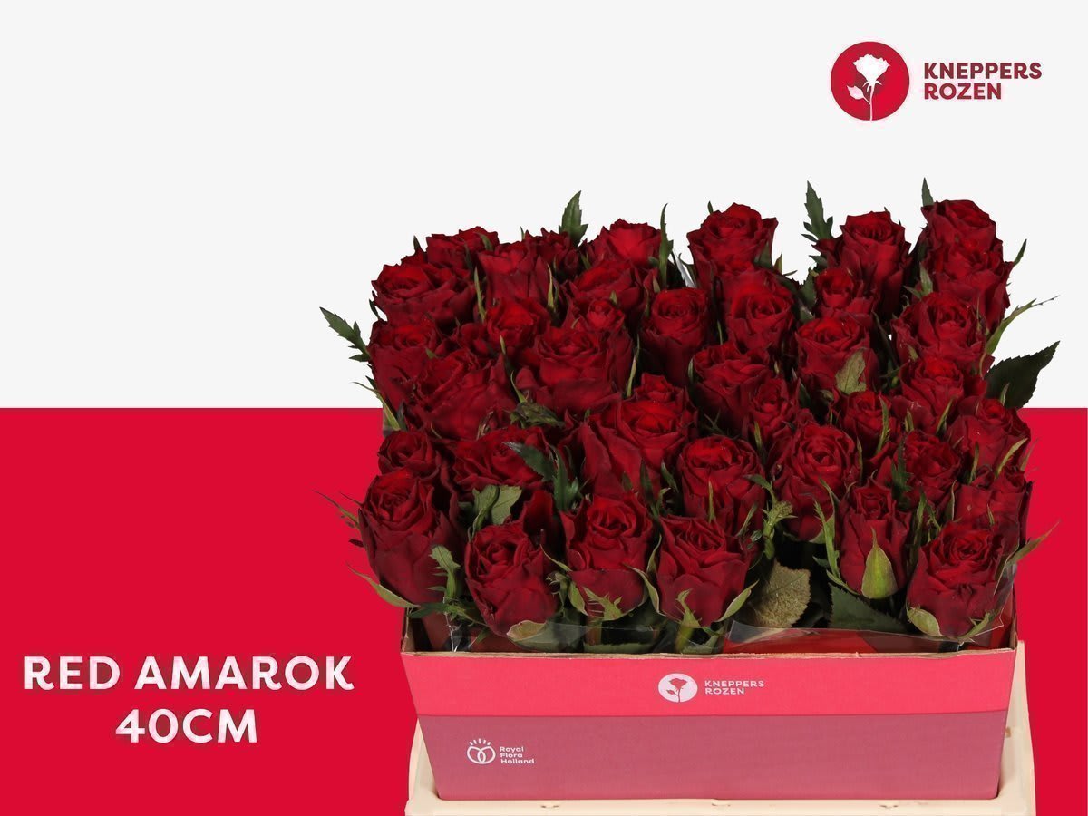 Срезанные цветы оптом Rosa large red amarok от 40шт из Голландии с доставкой по России