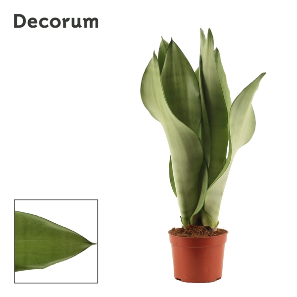 Горшечные цветы и растения оптом Sansevieria Moonshine (decorum) от 12шт из Голландии с доставкой по России