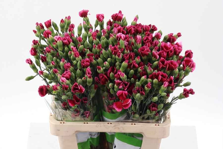 Срезанные цветы оптом Dianthus sp solomio sem от 100шт из Голландии с доставкой по России