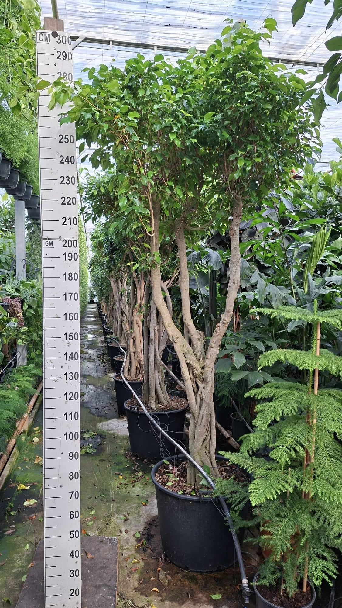 Горшечные цветы и растения оптом Ficus Benjamina Exotica Junglestam Xxl 290 от 1шт из Голландии с доставкой по России
