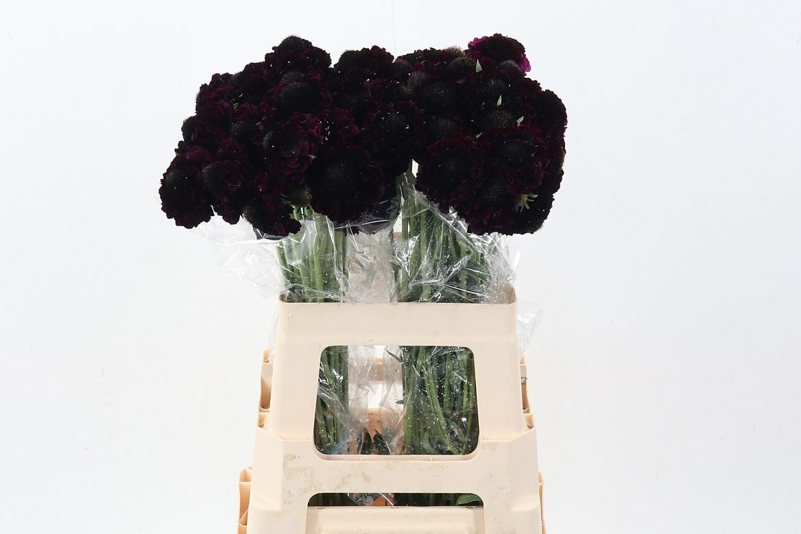 Срезанные цветы оптом Scabiosa focal scoop blackberry от 60шт из Голландии с доставкой по России Срезанные цветы оптом Scabiosa focal scoop blackberry от 60шт из Голландии с доставкой по России