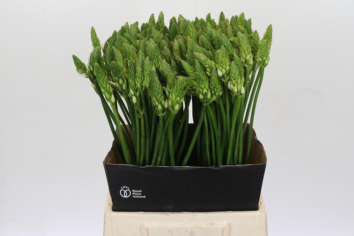 Срезанные цветы оптом Ornithogalum thyr mount fuji от 200шт из Голландии с доставкой по России