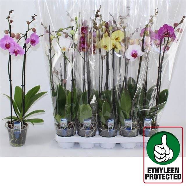Горшечные цветы и растения оптом Phalaenopsis Gemengd 6 Kl 2 Tak от 10шт из Голландии с доставкой по России